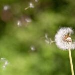 Verschil tussen windbloemen en insectenbloemen windbloem